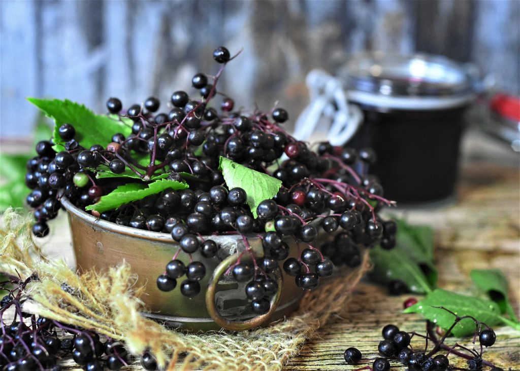 Sprigs of fresh raw elderberries.